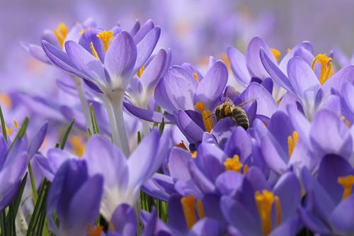 Gartensprechstunde: Wintervorsorge