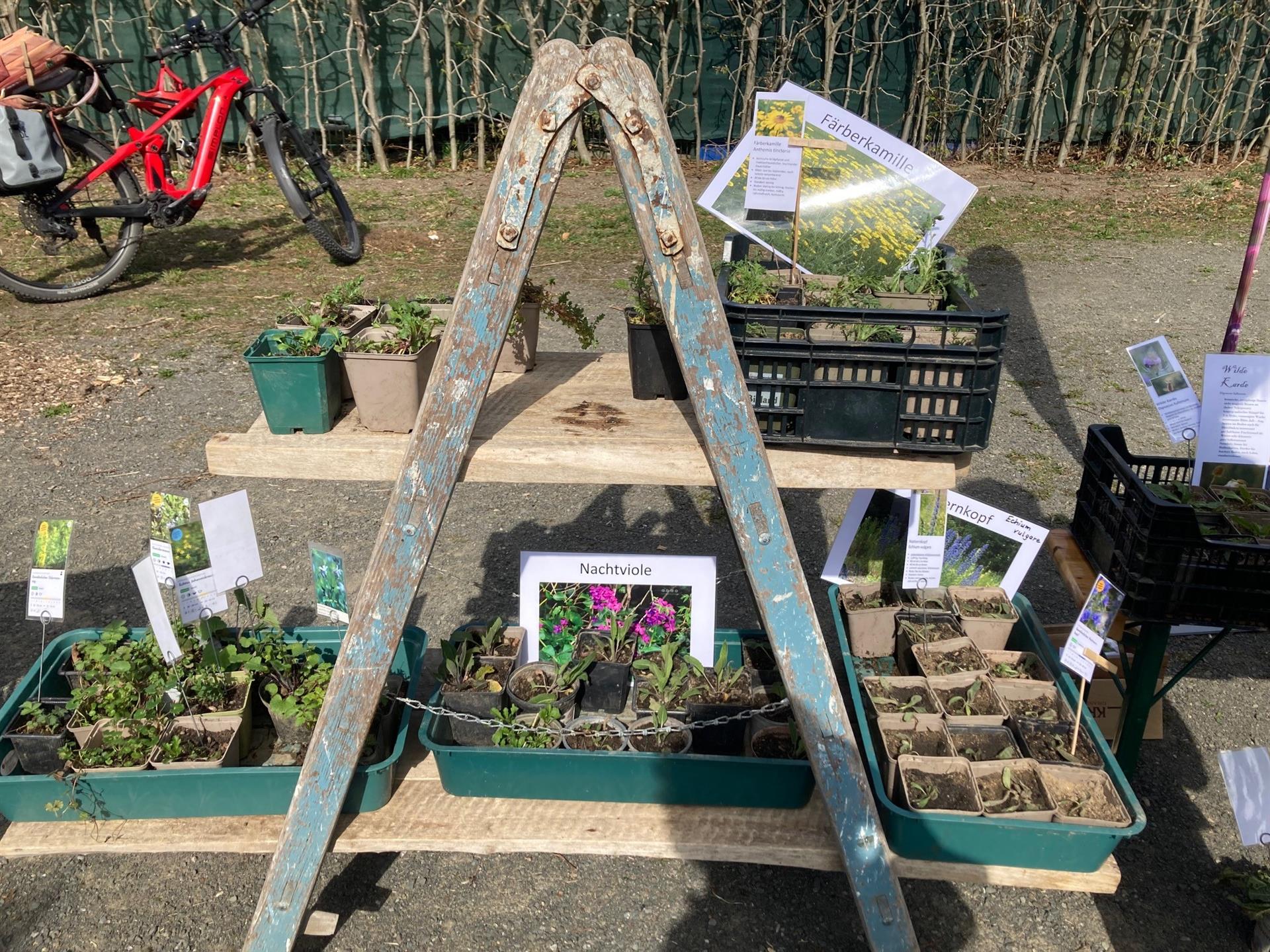 Pflanzentauschbörse an der Biologischen Station Rhein-Berg am Turmhof in Rösrath