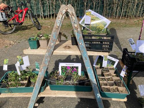 Pflanzentauschbörse an der Biologischen Station Rhein-Berg am Turmhof in Rösrath