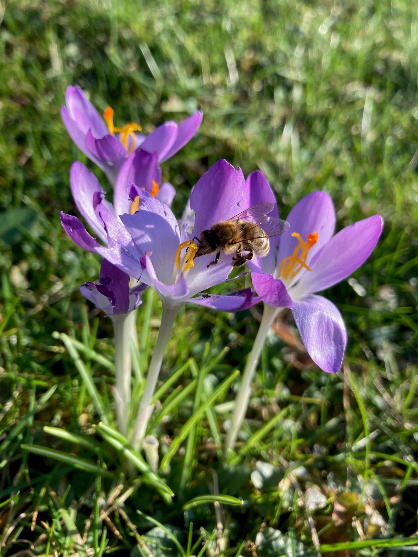 Gemeinsam den Rheinisch-Bergischen Kreis zum Blühen bringen: Sponsoring und Unterstützung gesucht, um 80.000 Blumenzwiebeln zu setzen