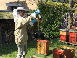 Bienen-Sonntag: Infostand: Die Honigernte